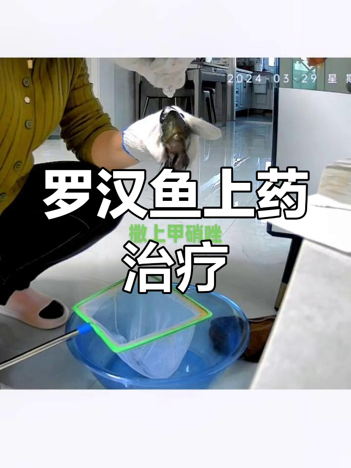 罗汉鱼头部治疗,药物涂抹全过程
