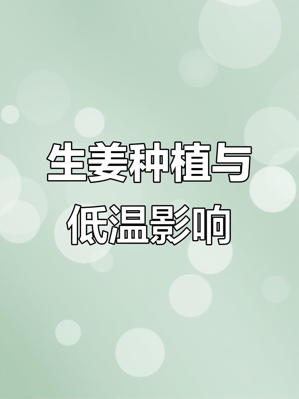 青州生姜25年种植天气回顾:低温冻害对姜田的影响