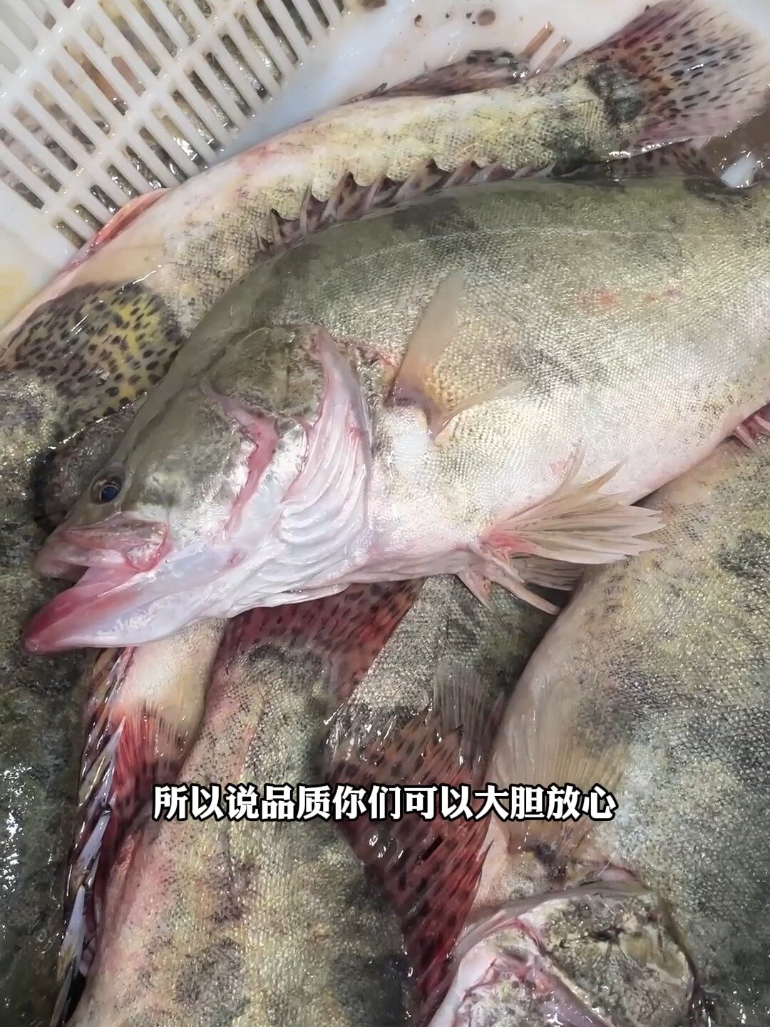 鳜鱼这种鱼有鱼鳞吗?