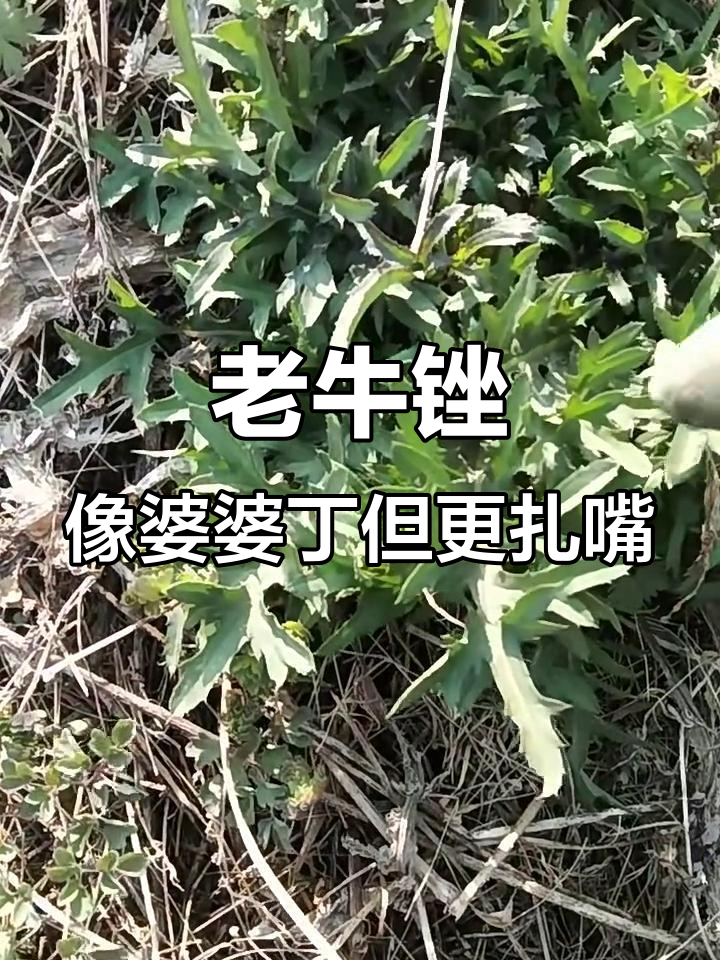 婆婆丁的“亲戚”老牛锉,带刺又去火!