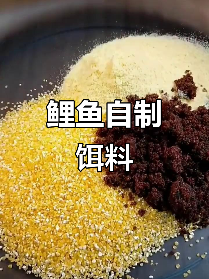 自制鲤鱼饵料,玉米面粉、大枣红糖搭配钓底鲫草