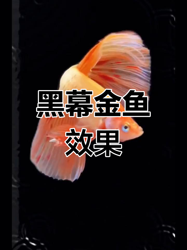 金鱼特效素材分享