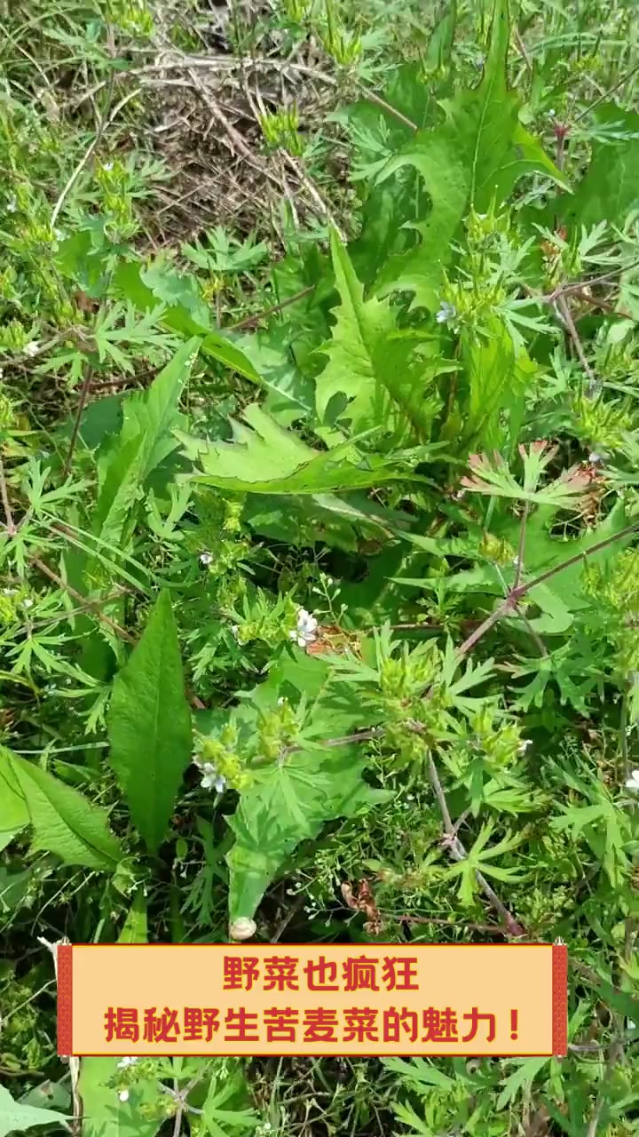 野菜也疯狂,揭秘野生苦麦菜的魅力!
