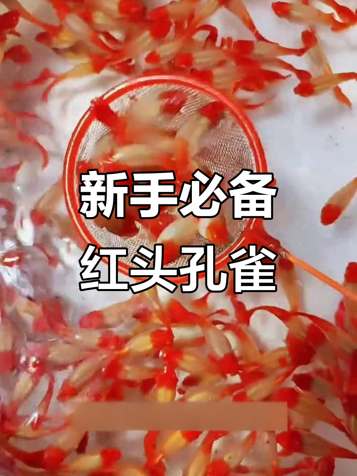 鸿运当头孔雀鱼,色彩艳丽又好养,新手必选!