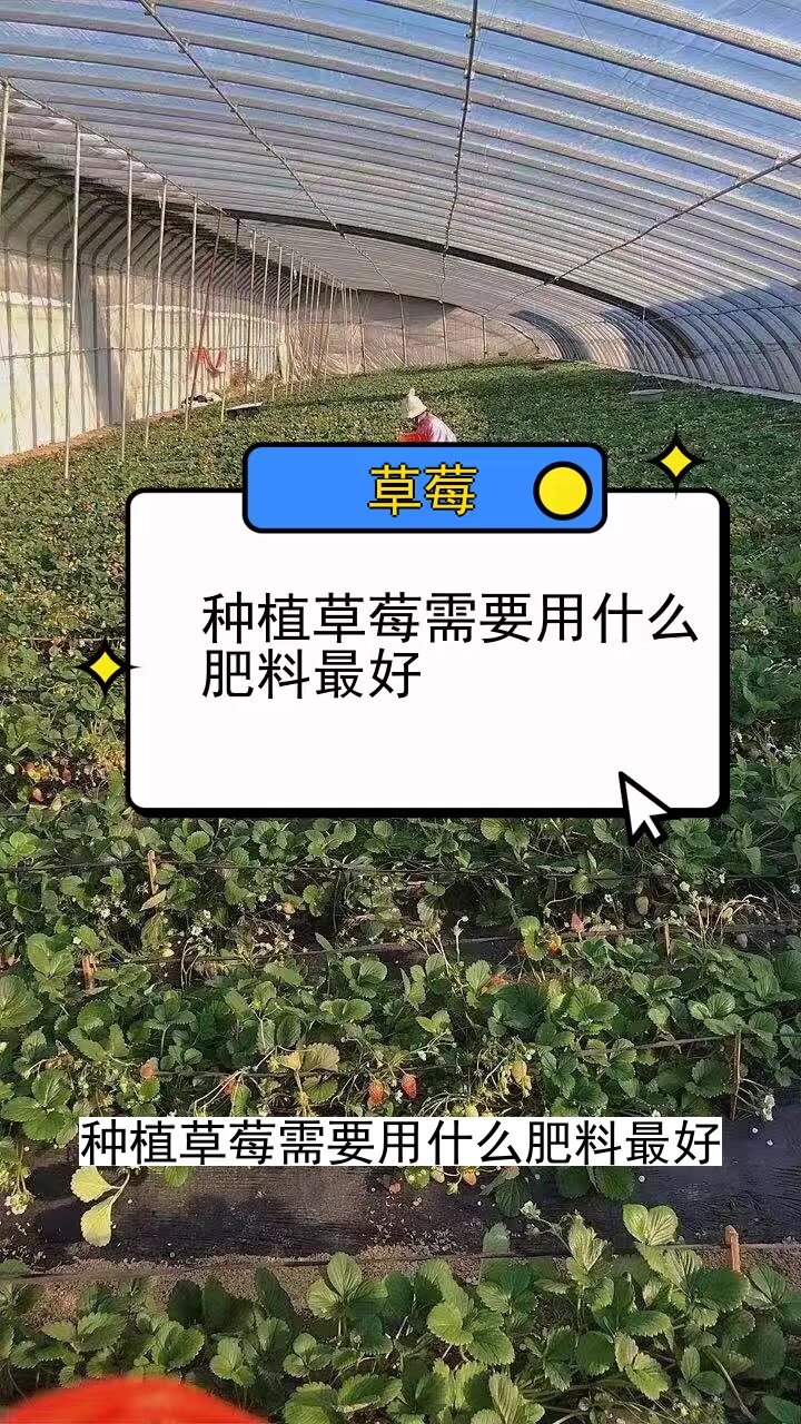 种植草莓需要用什么肥料最好 三农种植