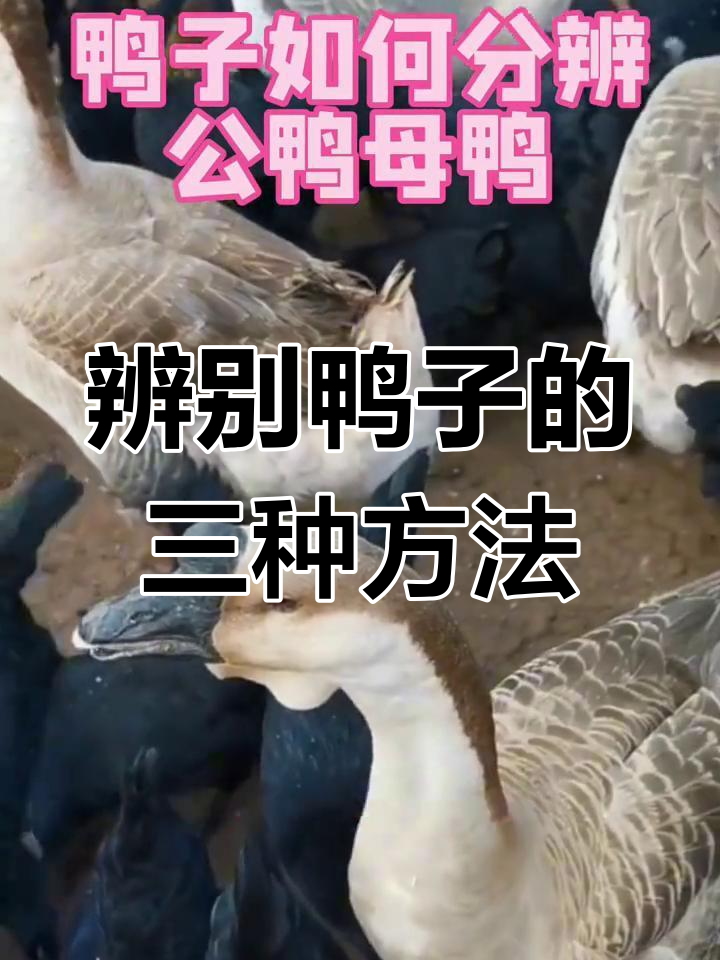 如何分辨鸭子公母