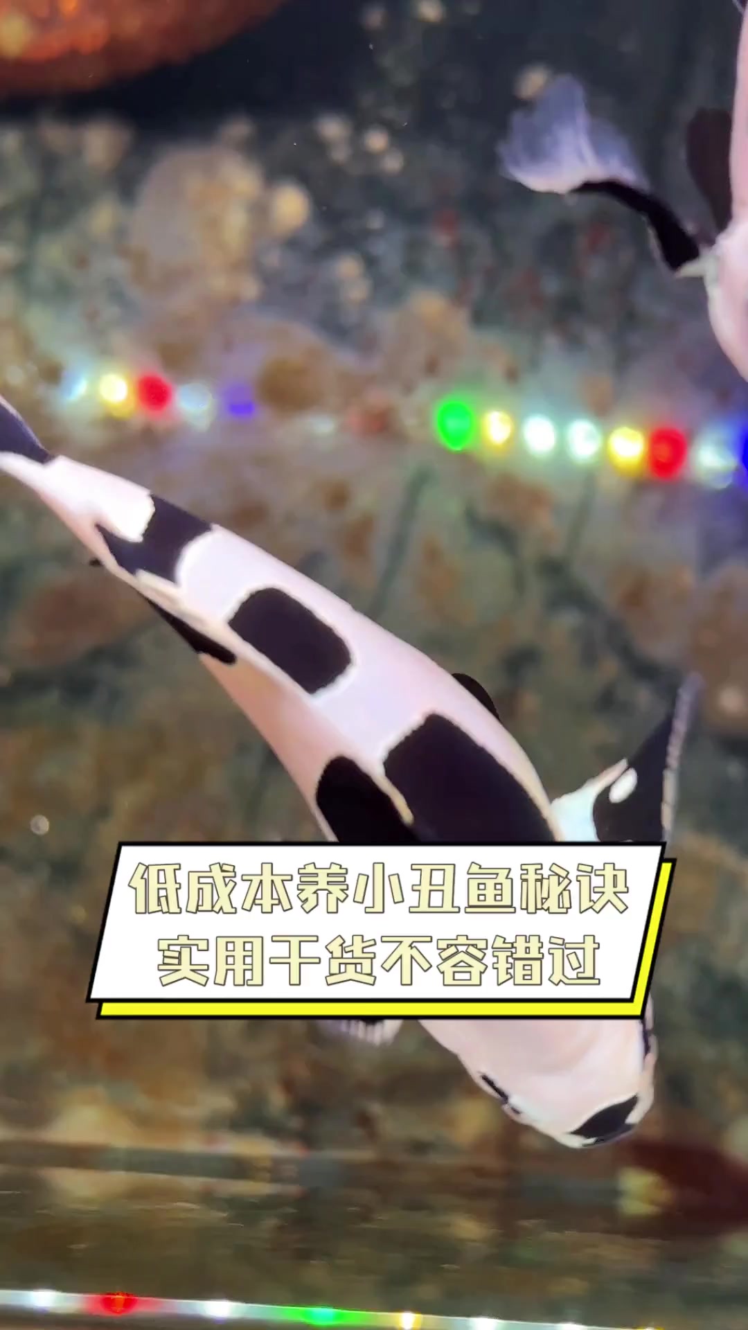 低成本养小丑鱼秘诀,实用干货不容错过