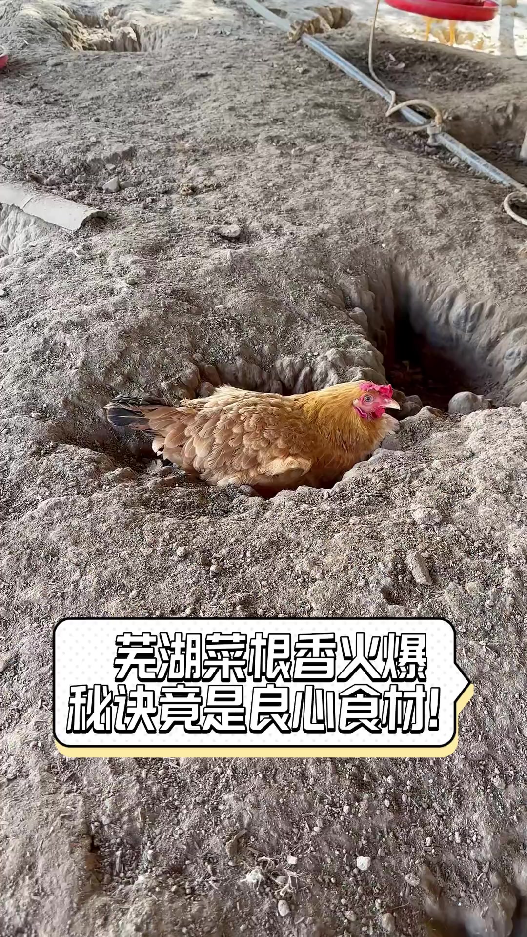 芜湖菜根香火爆,秘诀竟是良心食材!