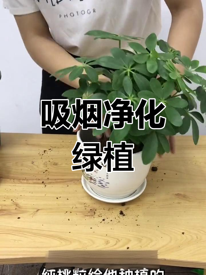 桌面盆栽鸭掌木:吸烟利器与装饰佳选