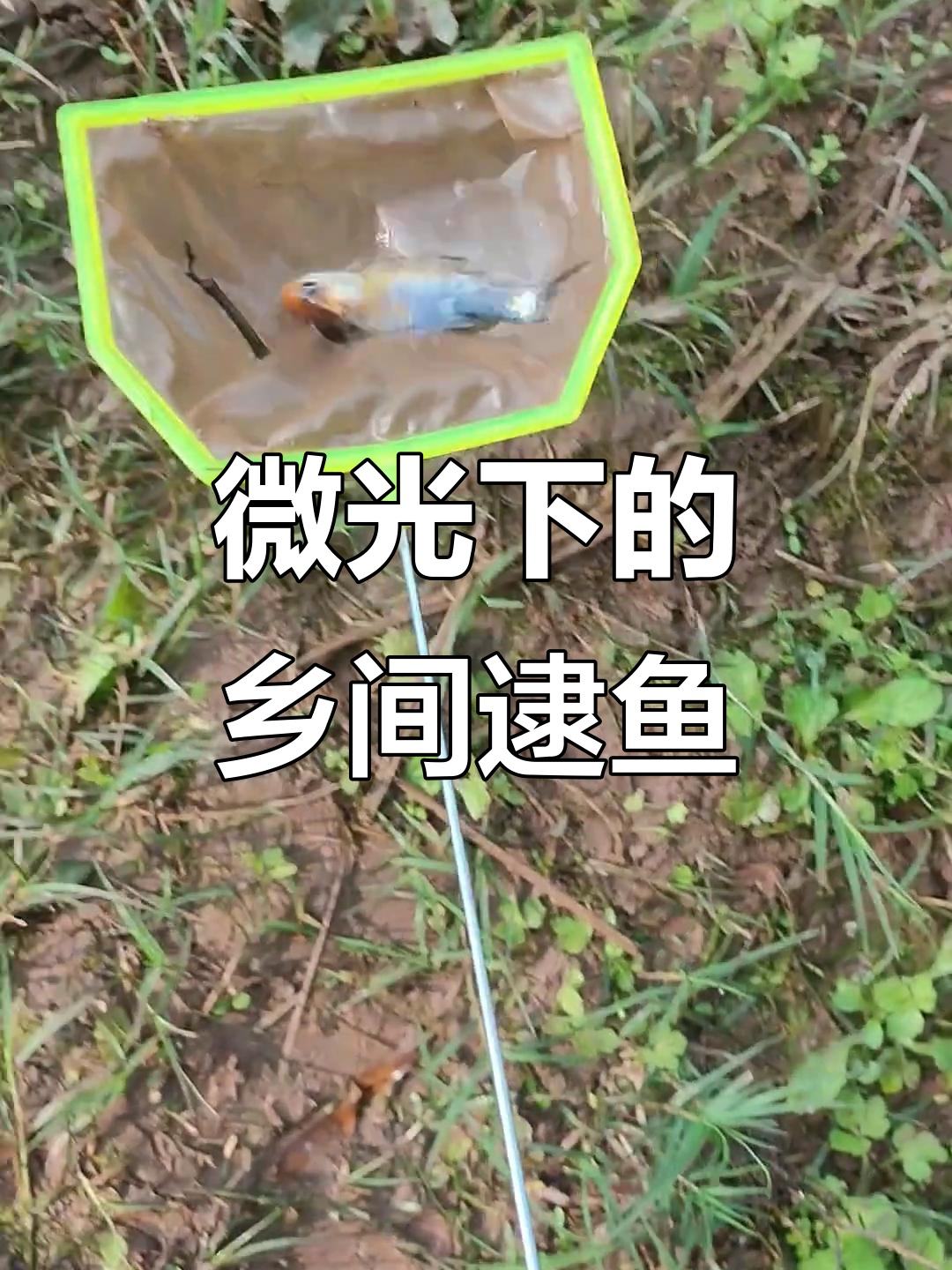 乡村抓鱼大作战,意外发现五花鱼和臭鳅