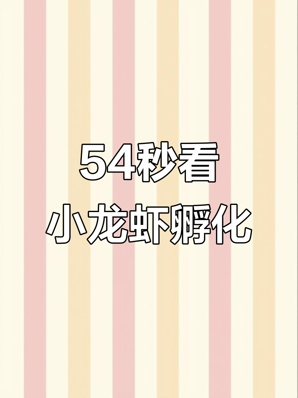 小龙虾人工孵化全过程,镊子剥离卵壳惊心动魄