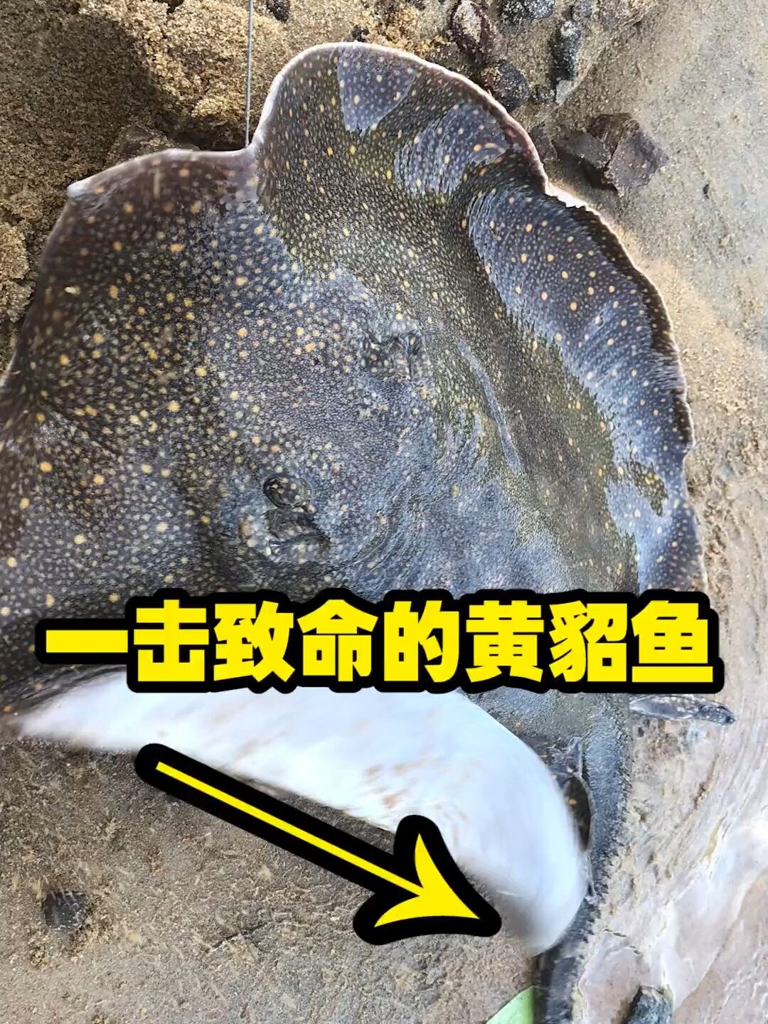 恐怖的黄貂鱼,见到请远离