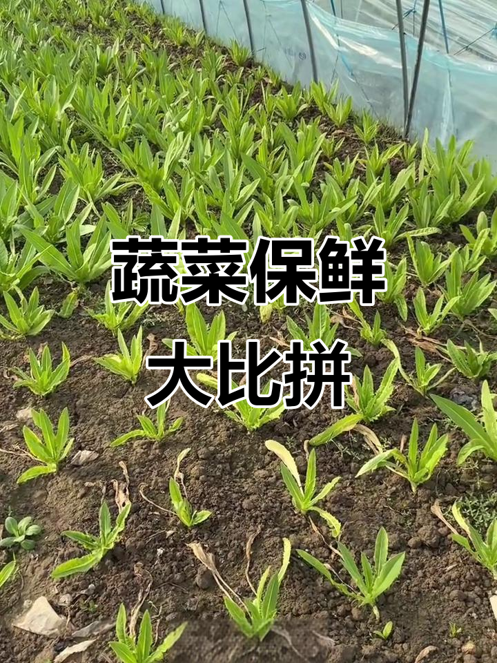 油麦菜与生菜的保存差异，对比效果一目了然