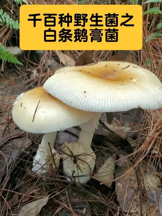 白条鹅膏菌,鹅膏菌里可以食用的野生菌之一