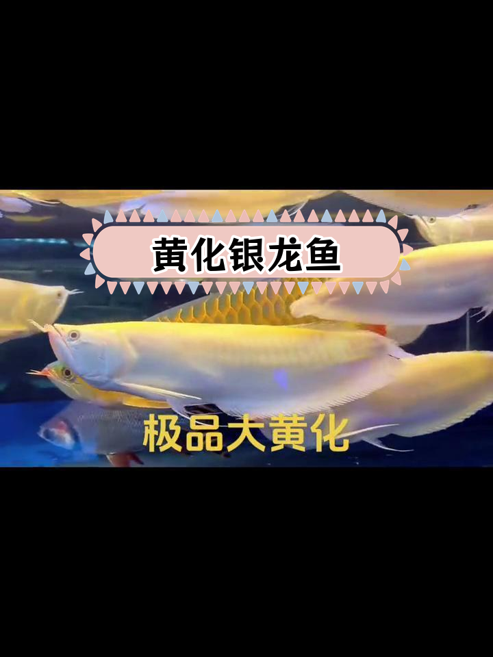 顶级黄化银龙鱼展示