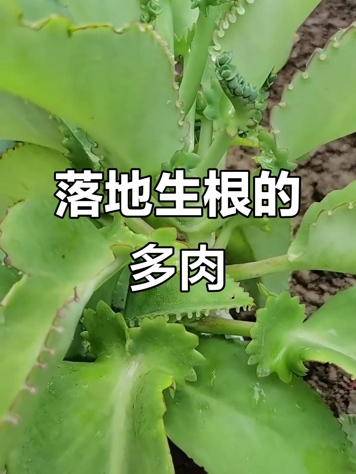 不死鸟多肉植物,轻松养出一大片,超省心!
