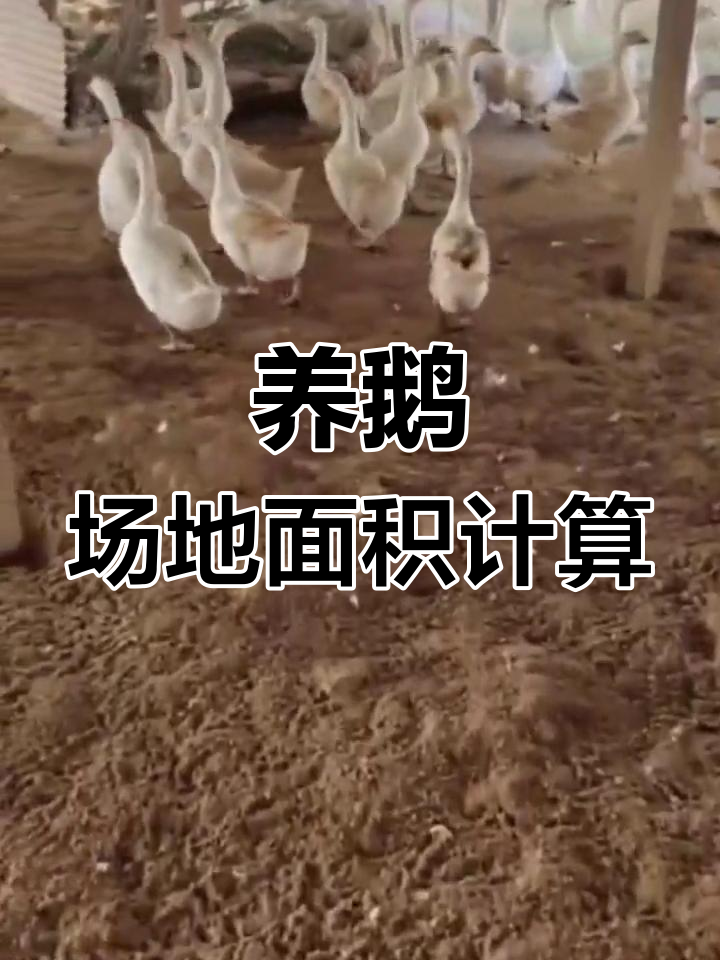 养鹅场地规划技巧