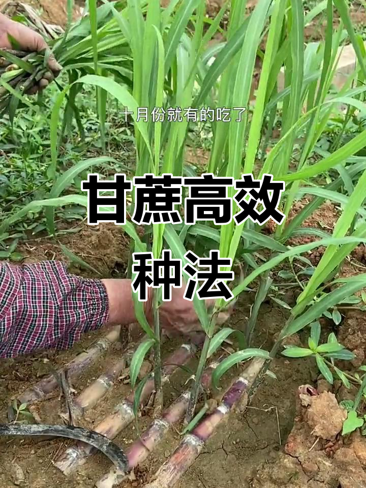 广西贵港甘蔗种植秘籍:退步原来是向前,十月就能收获美味
