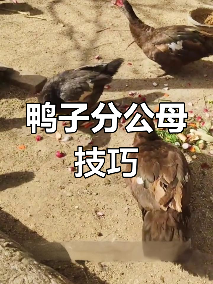 如何分辨鸭子公母