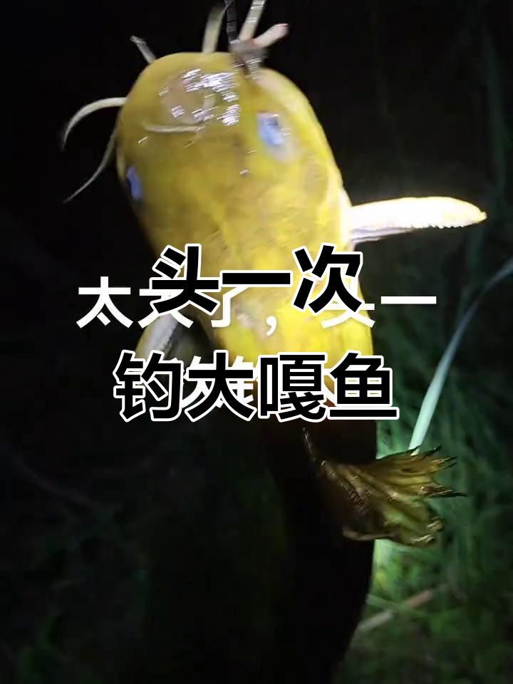 第一次钓到这么大的野生嘎鱼,简直惊呆了!