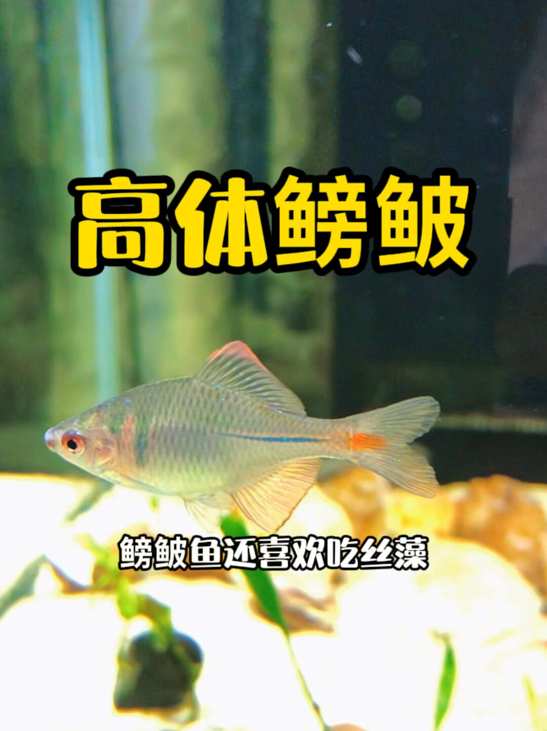 高体鳑鲏鱼 原生鱼