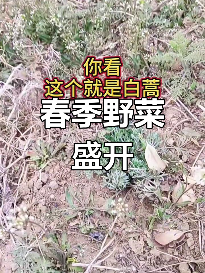 春天野菜蓬勃生长,白蒿阳气满满,别错过这份自然馈赠