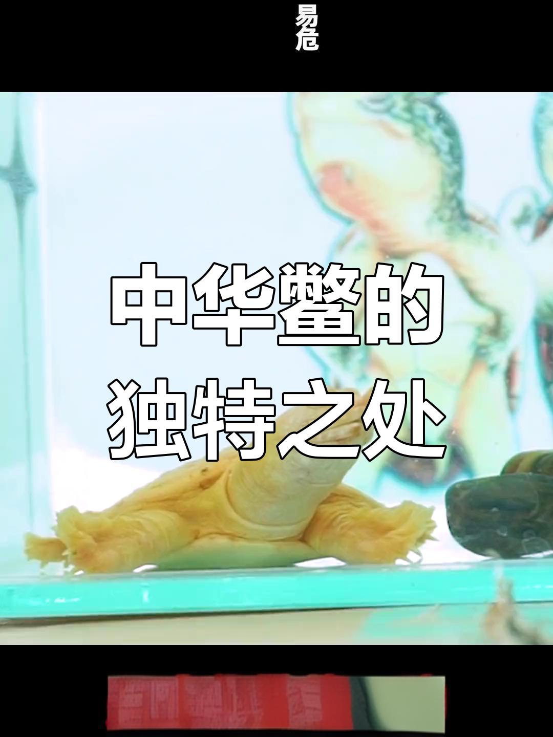 黄金小王八:甲鱼的变异品种