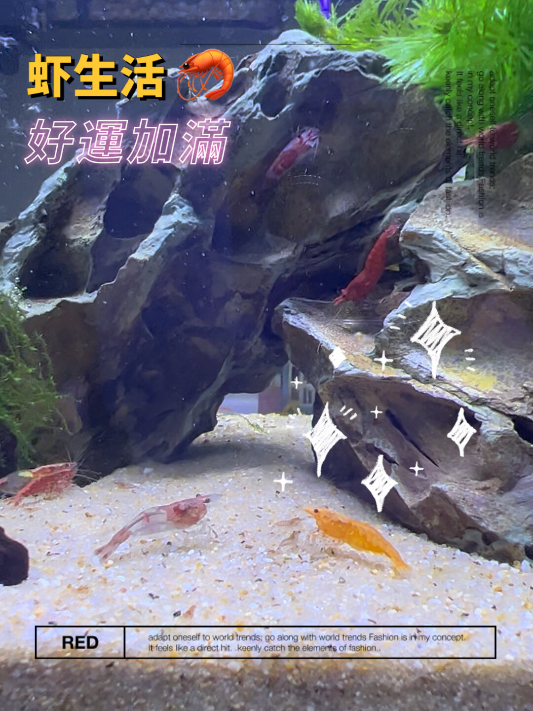 观赏虾繁殖