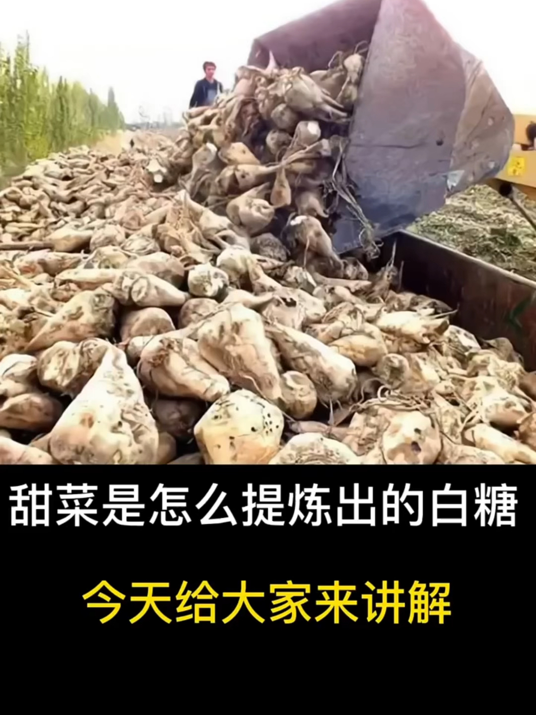 新疆的甜菜长什么样?是怎么一步步到白糖的