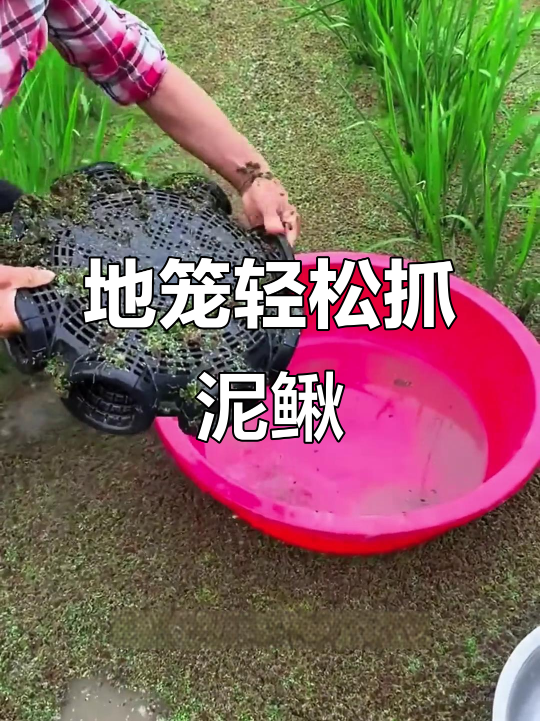 稻田捕鱼新技巧,地笼一放泥鳅黄鳝自动入网