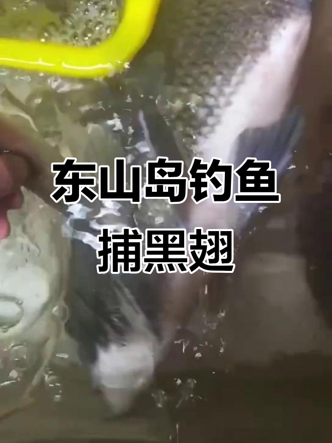 福建东山岛海钓野生黑翅鱼，肥嘟嘟的诱人美味
