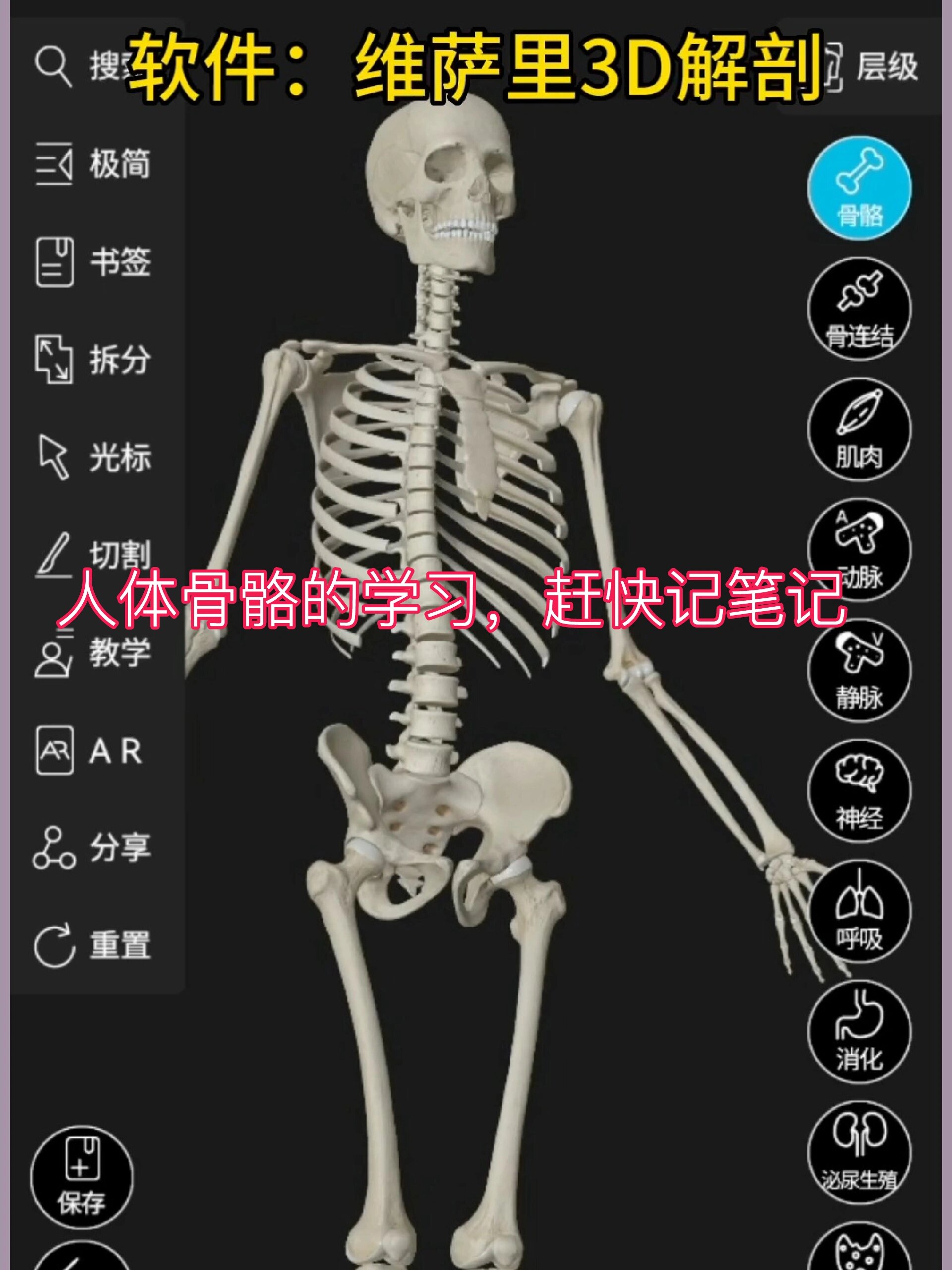 维萨里3D解剖:人体共有206块骨头