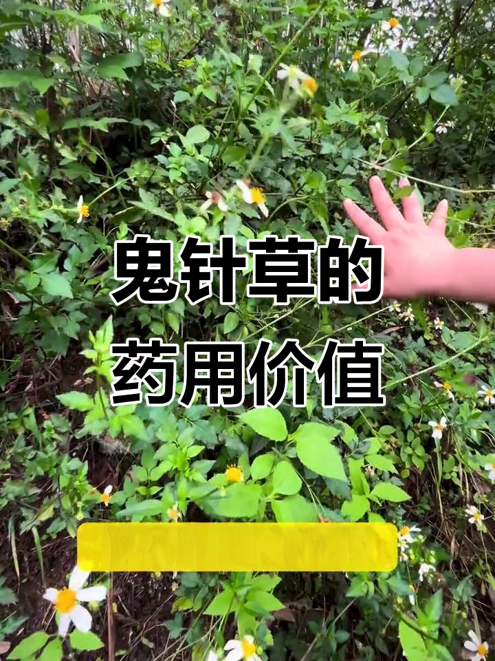 鬼针草虽常见,却有神奇药效,你了解它的用途吗?