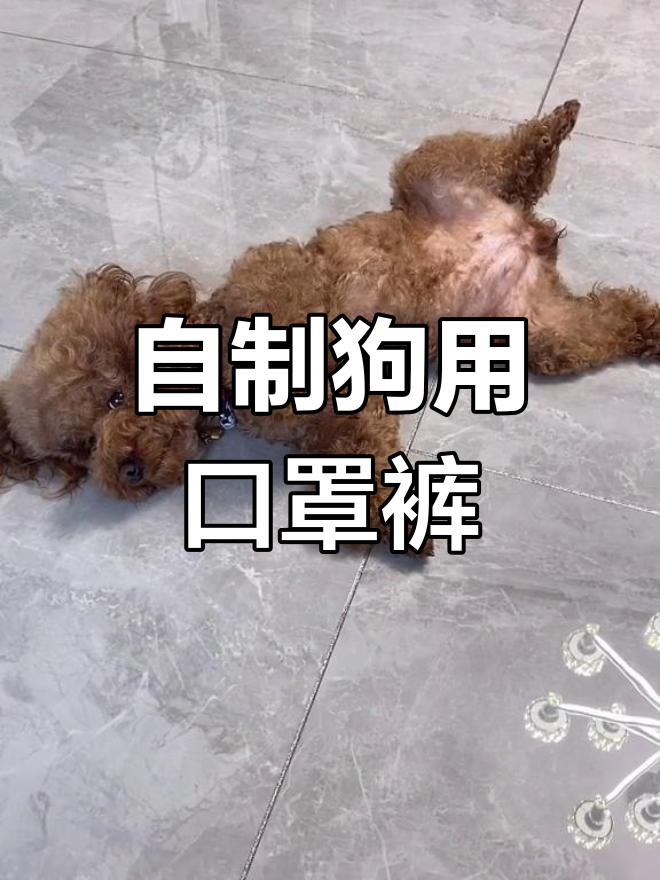 简单自制狗狗生理裤,轻松搞定