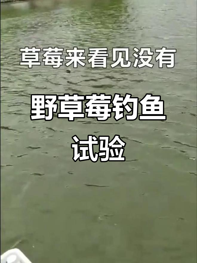 野草莓挂钩钓，鱼竟然吃！结果超意外