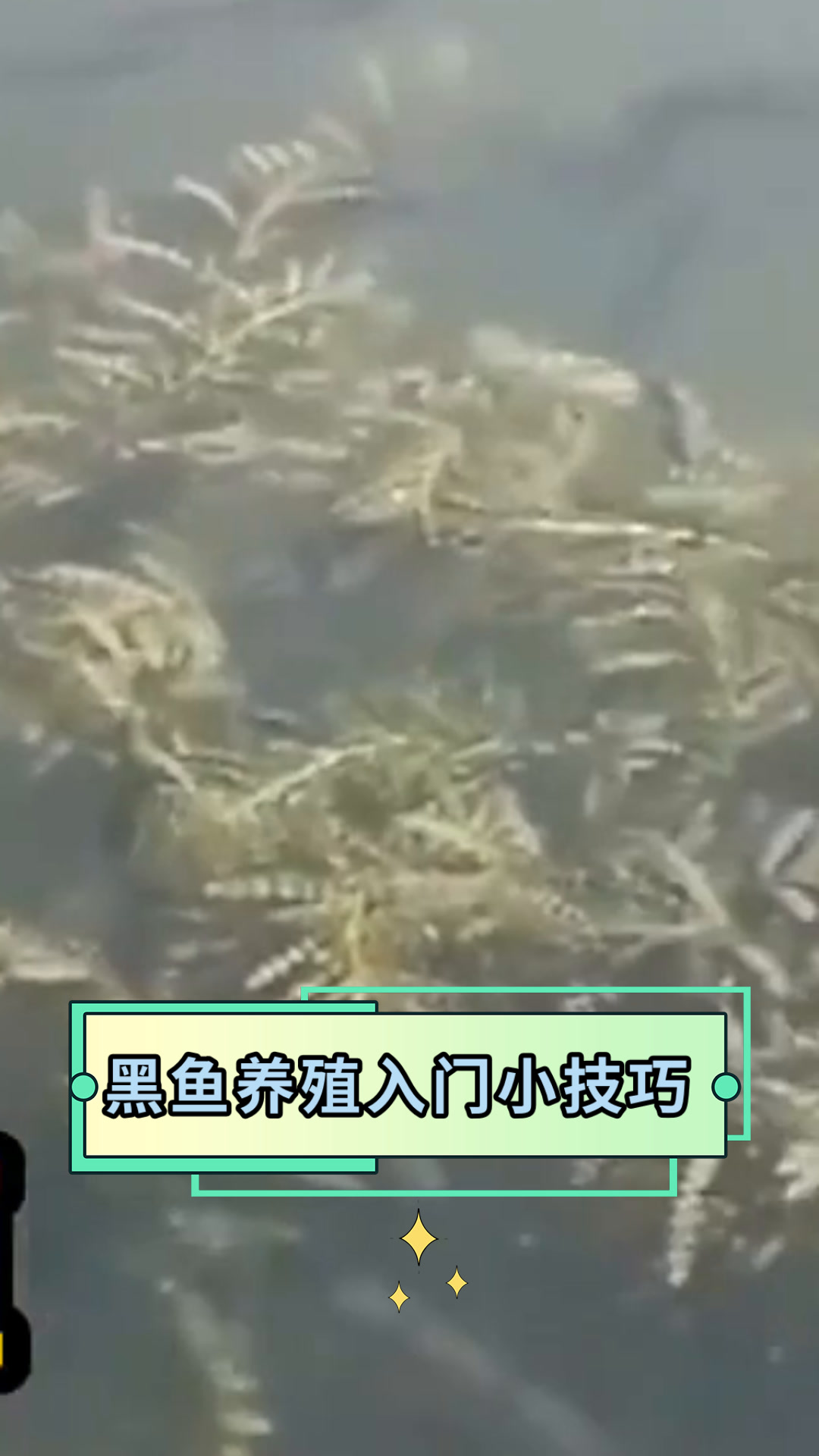 黑鱼养殖入门小技巧