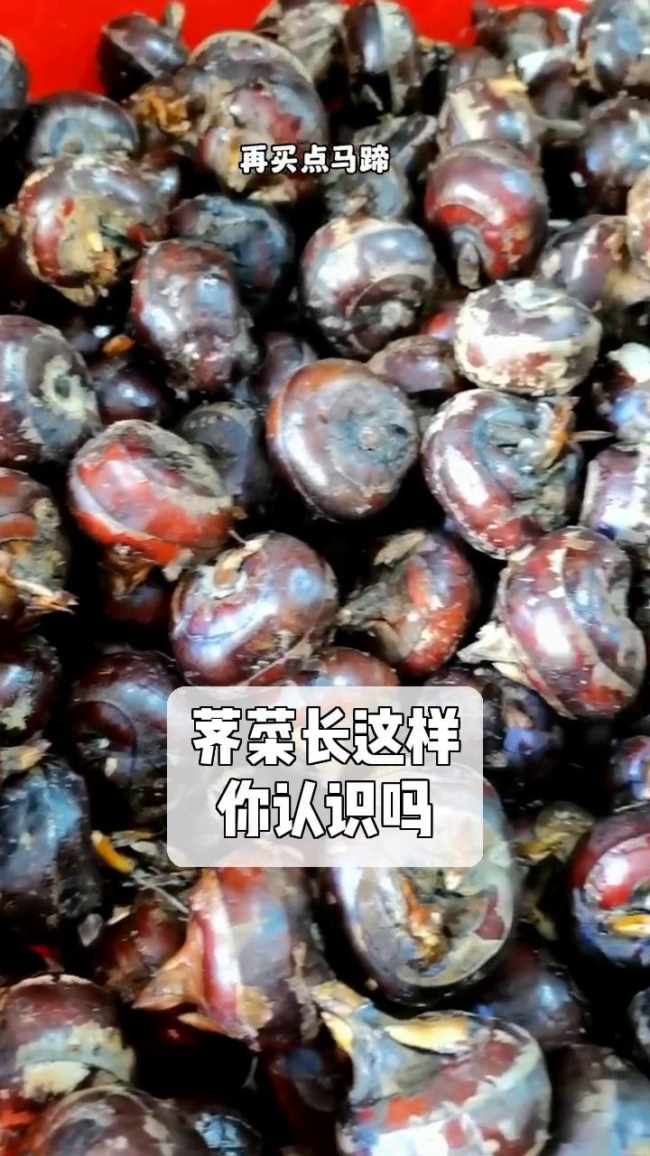 荠菜长这样,你认识吗?