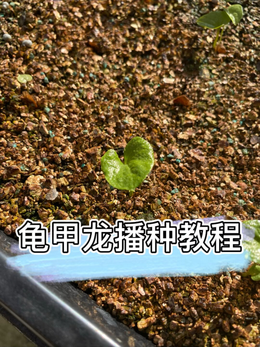 多肉植物 块根南非龟甲龙播种教程