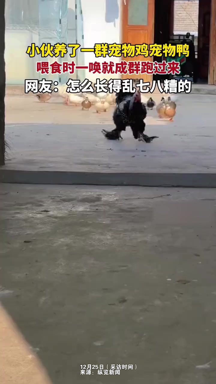 伙养了一群鸡鸭鹅当宠物,一唤就成群跑过来,网友:看它们长的就不简单