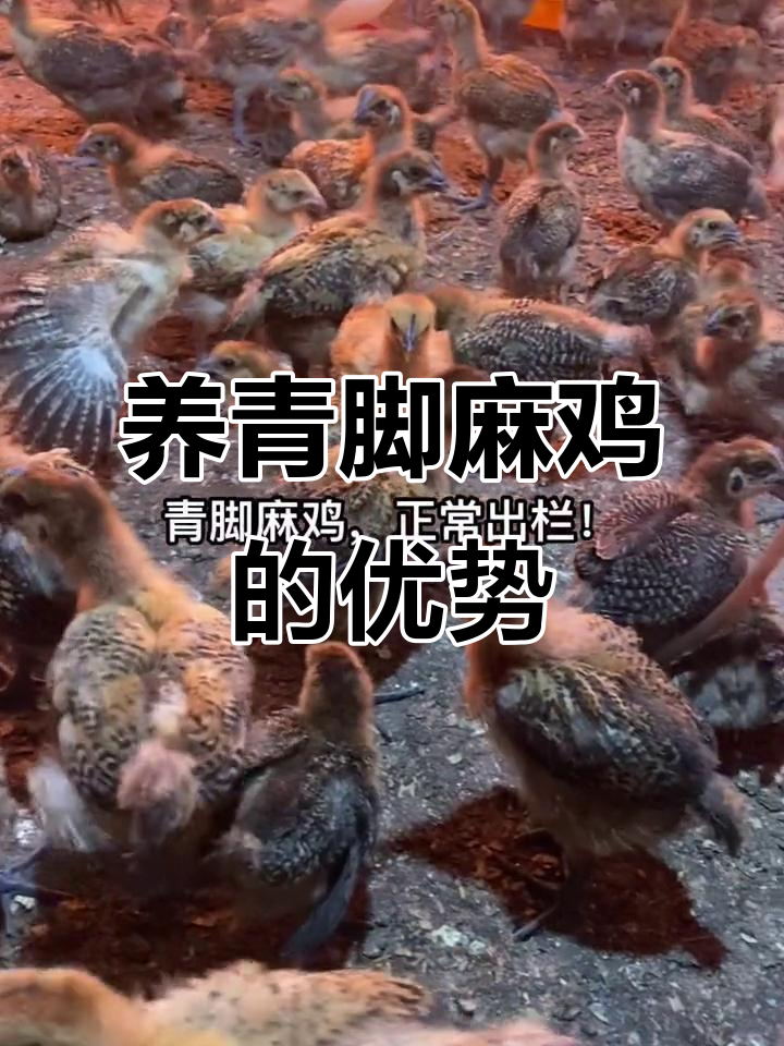 青脚麻鸡养殖，适合全国各地饲养的优质品种