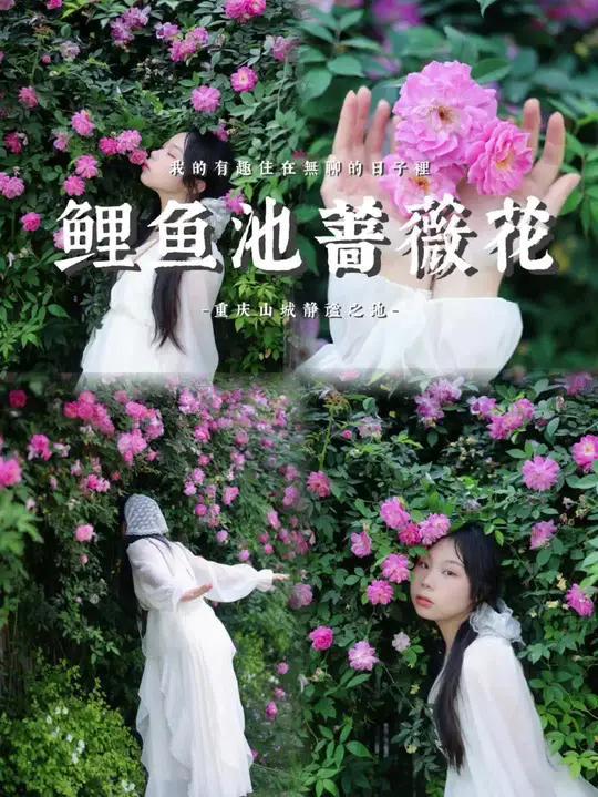 鲤鱼池的神秘蔷薇花机位,藏在42号艺术公园楼顶里!人少花低,不用带椅子,穿上白色裙子更出片