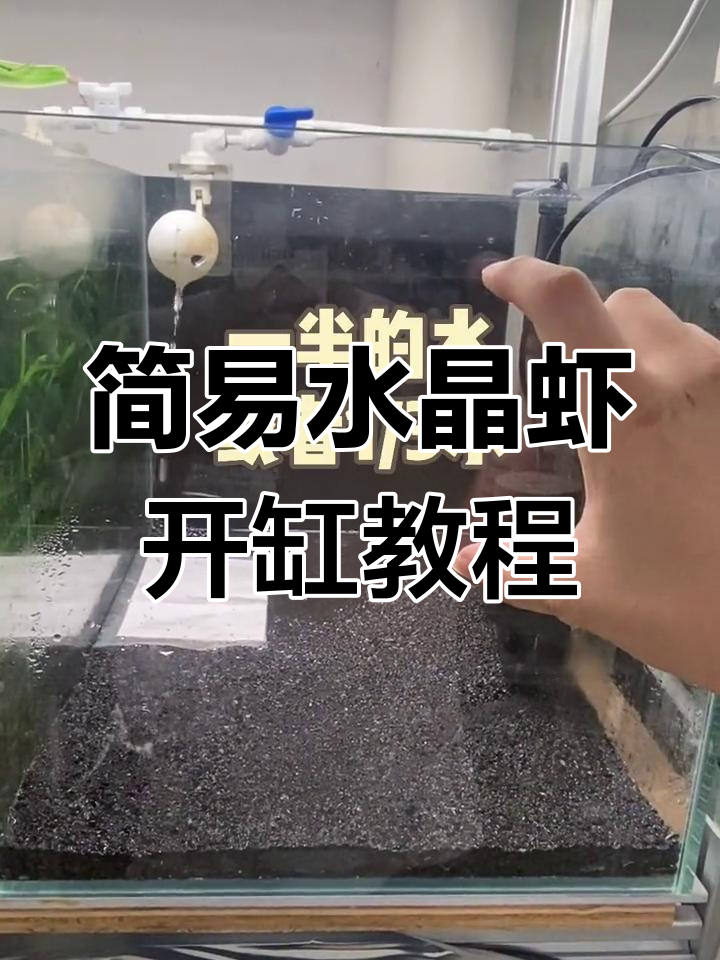 水晶虾开缸全流程:从洗涤到进虾的每一步