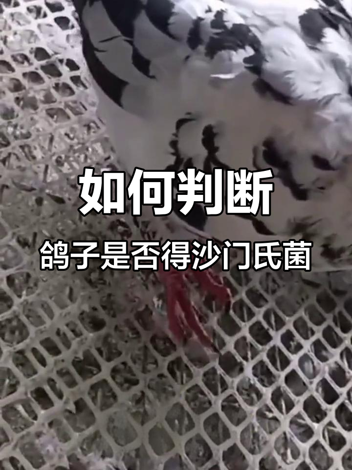 鸽子感染沙门氏菌的症状与应对方法