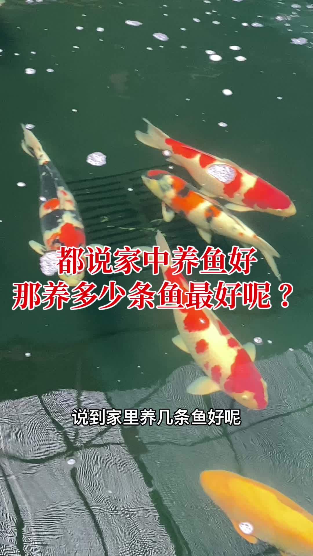 家里养几条鱼好呢 锦鲤