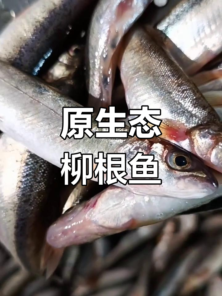 纯正东北野生柳根鱼