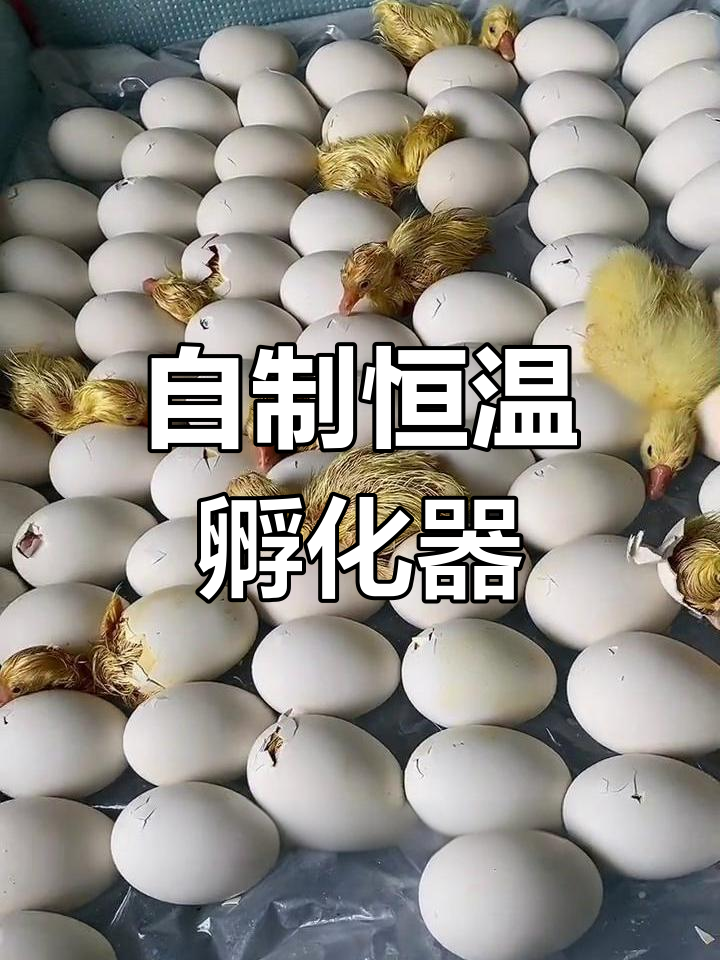 家庭孵化鸡鸭鹅全攻略