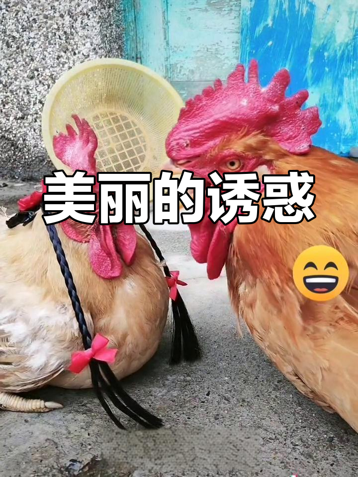 公鸡被母鸡的美丽长发吸引,瞬间心动,简直无法抗拒