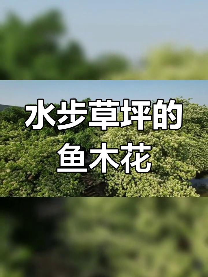 台山水步草坪上的鱼木花,春日美景尽收眼底