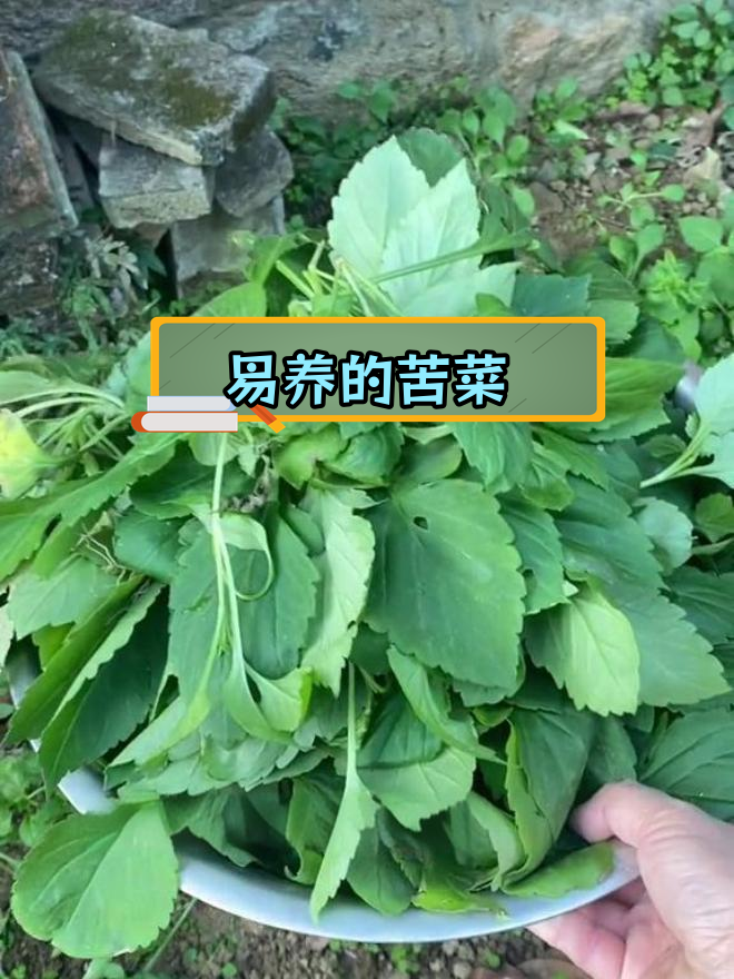 苦菜:福建特产,轻松移植的绿色蔬菜