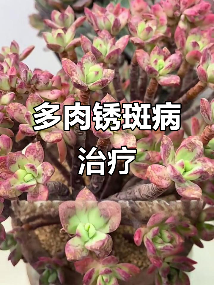 多肉锈斑病如何防治?快速见效的应对方法